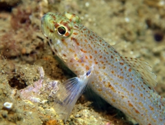 Gobius xanthocephalus