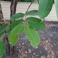 Lagerstroemia macrocarpa