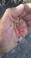 Anisacanthus quadrifidus