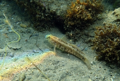 Gobius ophiocephalus