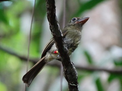 Rhynchocyclus olivaceus