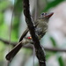 Rhynchocyclus aequinoctialis cryptus - Photo (c) Edson Guilherme, some rights reserved (CC BY-NC), uploaded by Edson Guilherme