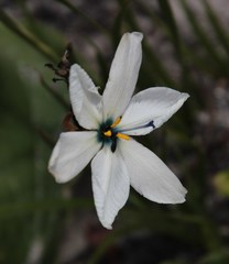 Aristea cantharophila