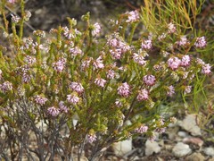 Erica labialis