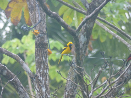 Icterus mesomelas