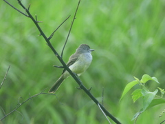 Myiarchus panamensis