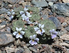 Neoandinium