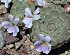 Neoandinium