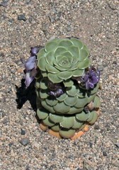 Neoandinium