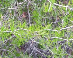 Asparagus burchellii