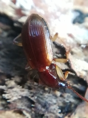 Oxypselaphus obscurus