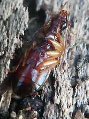 Oxypselaphus obscurus