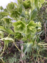 Helleborus foetidus