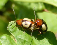 Monolepta cruciata