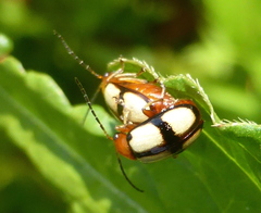 Monolepta cruciata
