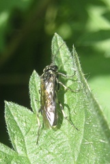 Macrophya alboannulata