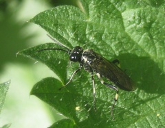 Macrophya alboannulata