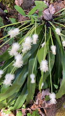 Carex fraseriana