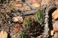 Haworthiopsis fasciata