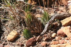 Haworthiopsis fasciata