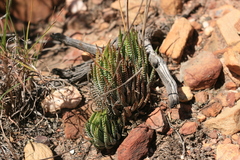 Haworthiopsis fasciata
