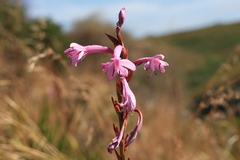 Watsonia knysnana