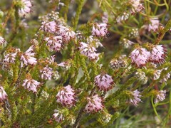 Erica labialis