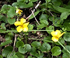 Viola maculata