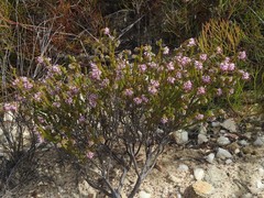 Erica labialis