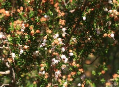 Erica simulans