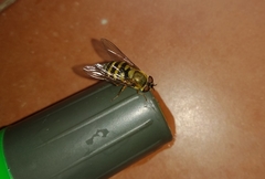 Syrphus ribesii