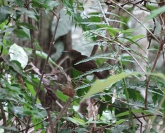 Thamnophilus schistaceus