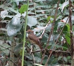 Thamnophilus schistaceus