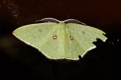 Comostola leucomerata