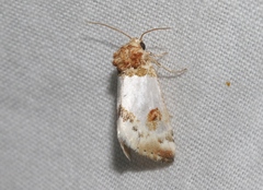 Schinia oculata