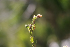 Hermannia salviifolia