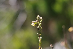 Hermannia salviifolia