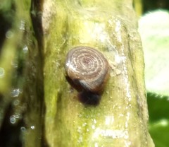 Bathyomphalus contortus