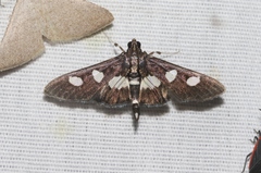 Desmia maculalis