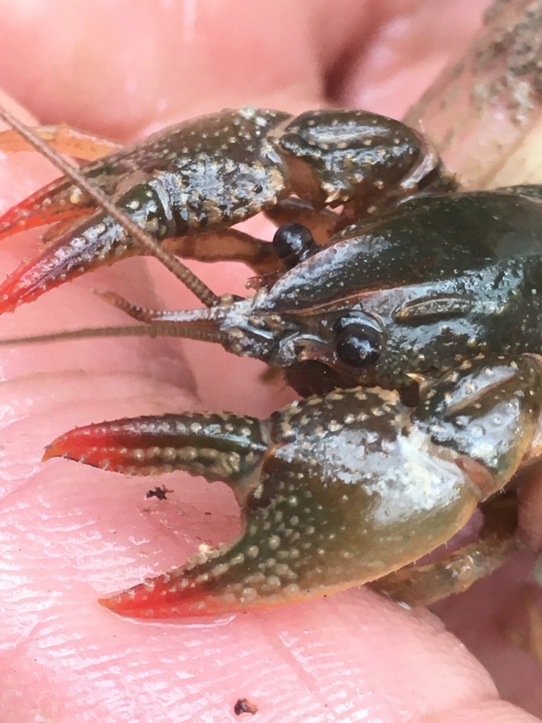 Devil Crayfish (MCDEP Species of Note) · iNaturalist