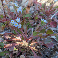 Trigonotis peduncularis