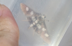 Desmia maculalis