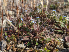 Trigonotis peduncularis