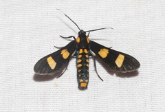 Phoenicoprocta hampsonii