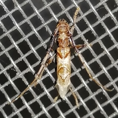 Compsibidion vanum