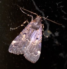 Hydrillodes dimissalis