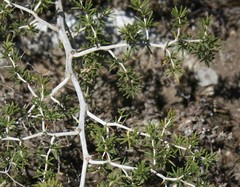Asparagus lignosus