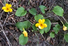 Viola maculata