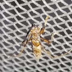Compsibidion vanum