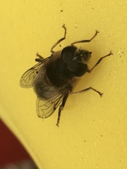 Eristalis pertinax